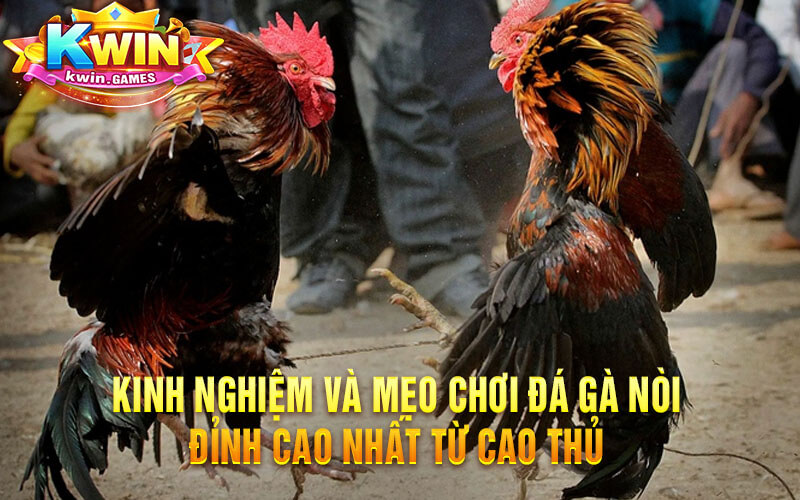 Kinh Nghiệm Và Mẹo Chơi Đá Gà Nòi Đỉnh Cao Nhất Từ Cao Thủ