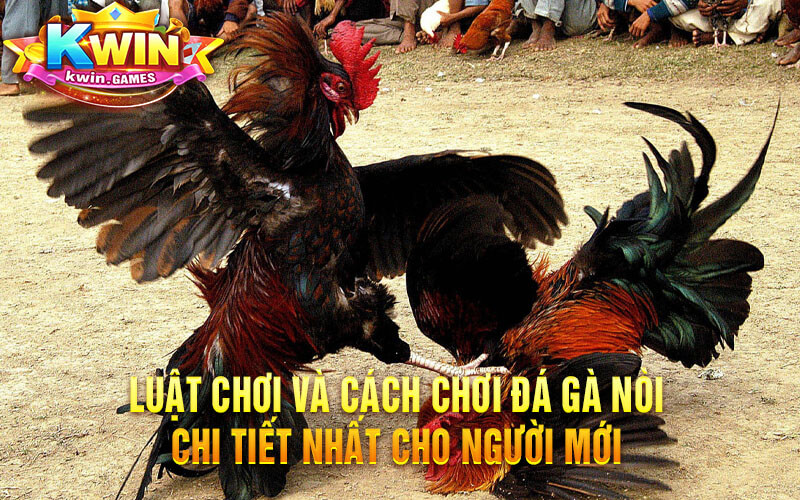 Luật Chơi Và Cách Chơi Đá Gà Nòi Chi Tiết Nhất Cho Người Mới